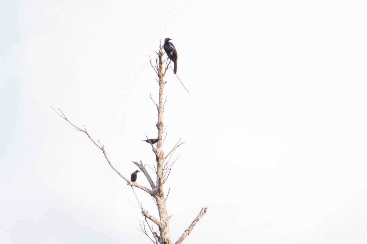 Metallic Starling (Metallic) - ML646726127
