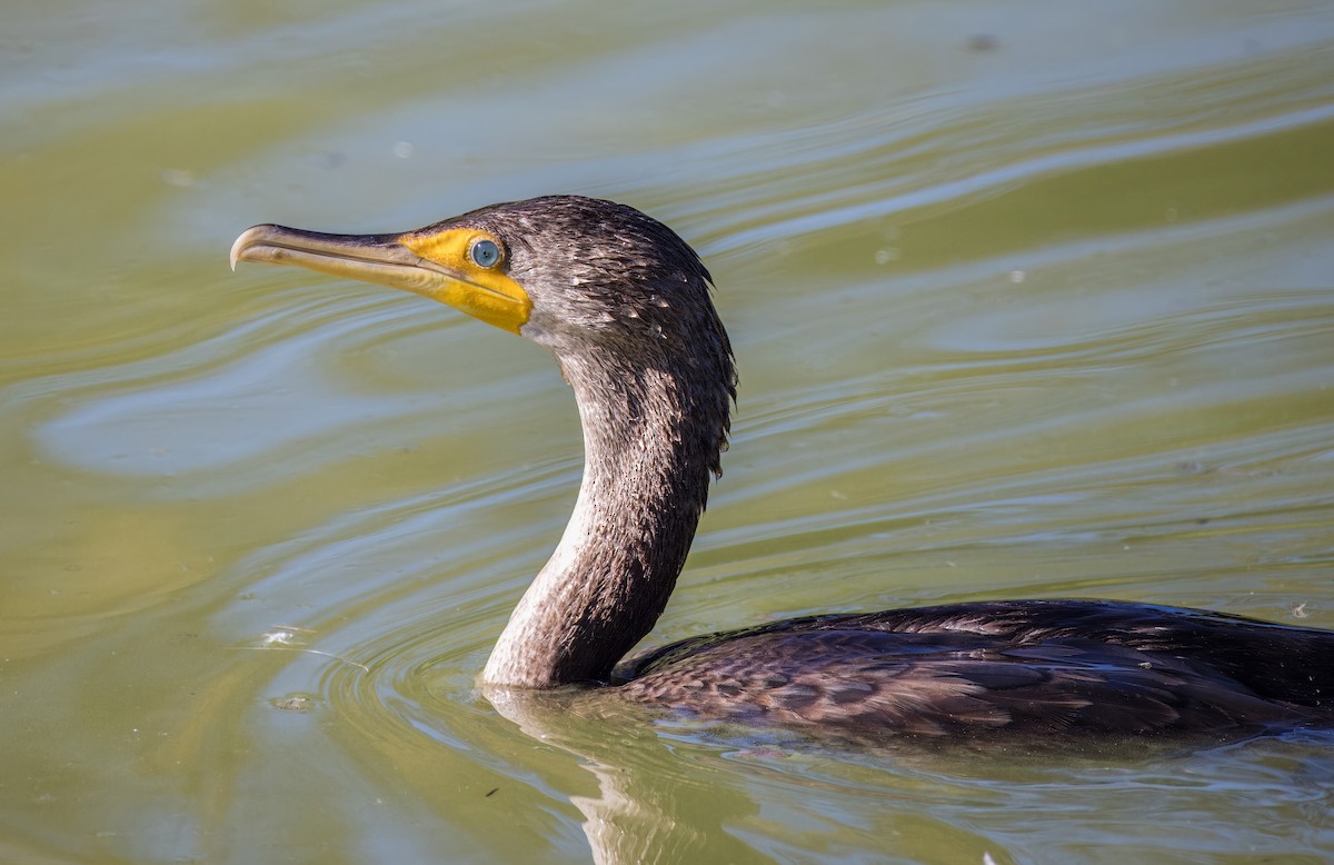 Double-crested Cormorant - ML646726128