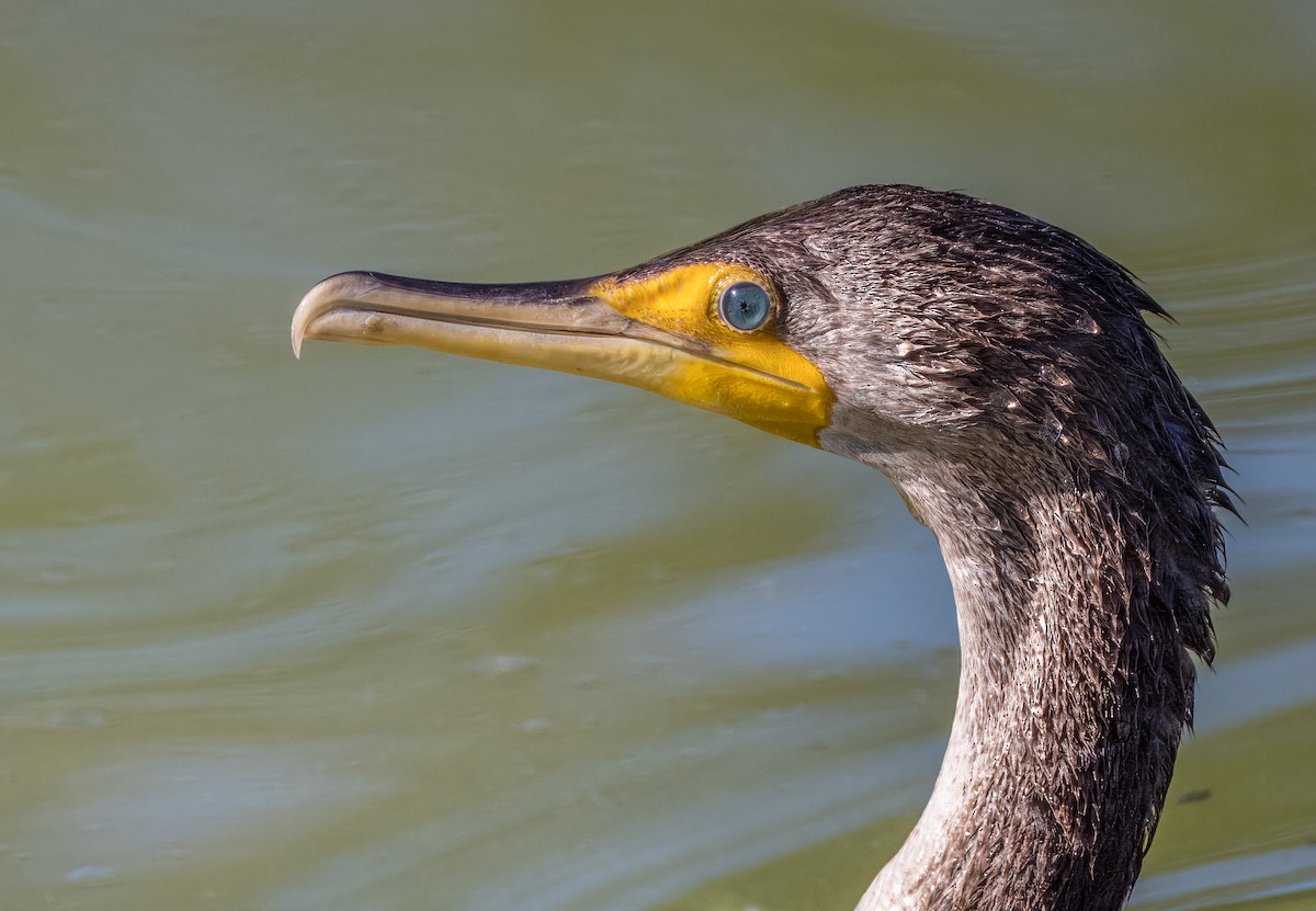 Double-crested Cormorant - ML646726129