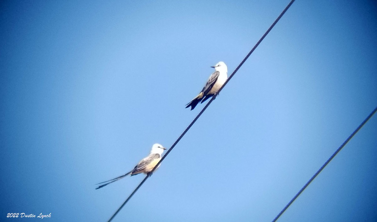 Scissor-tailed Flycatcher - ML646726130