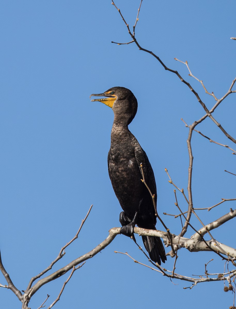 Double-crested Cormorant - ML646726131