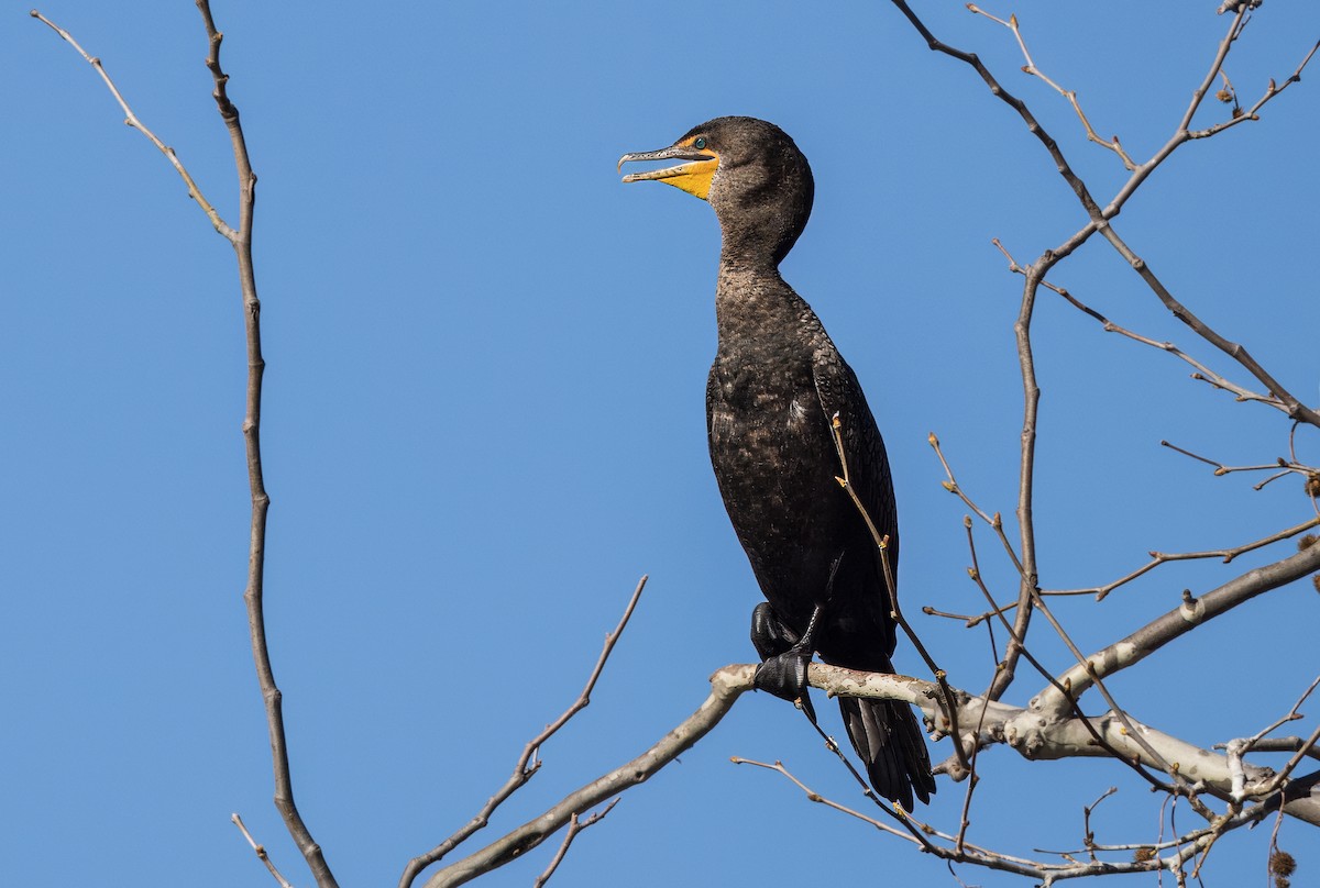 Double-crested Cormorant - ML646726132