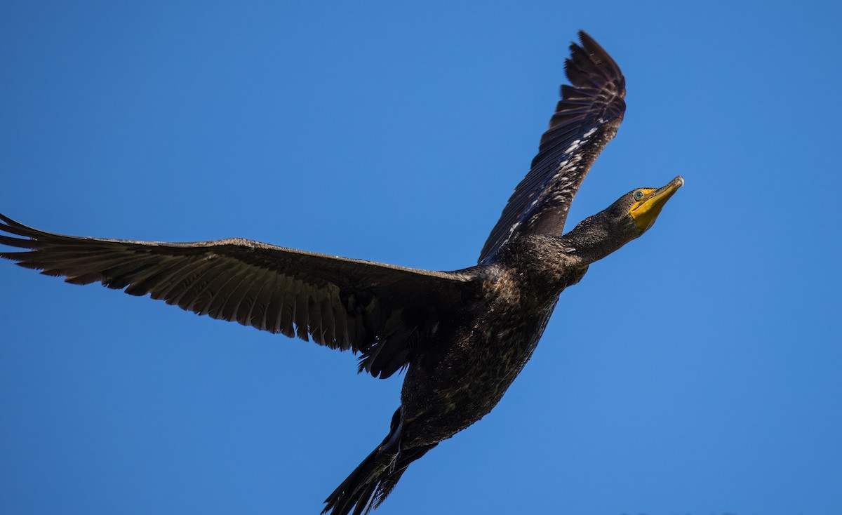 Double-crested Cormorant - ML646726134