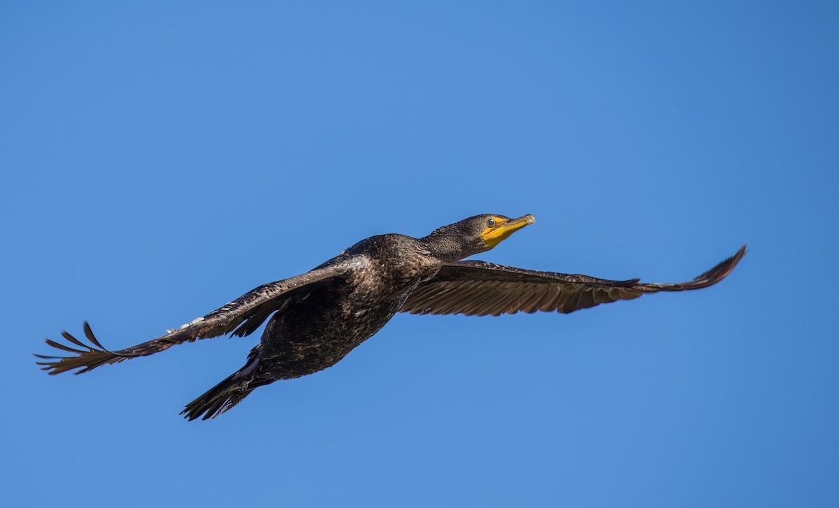 Double-crested Cormorant - ML646726135