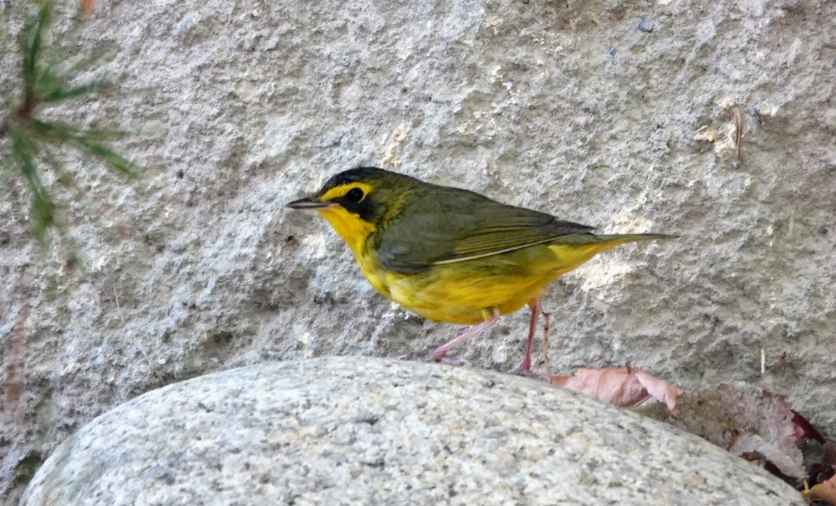 メガネアメリカムシクイ - ML646726136