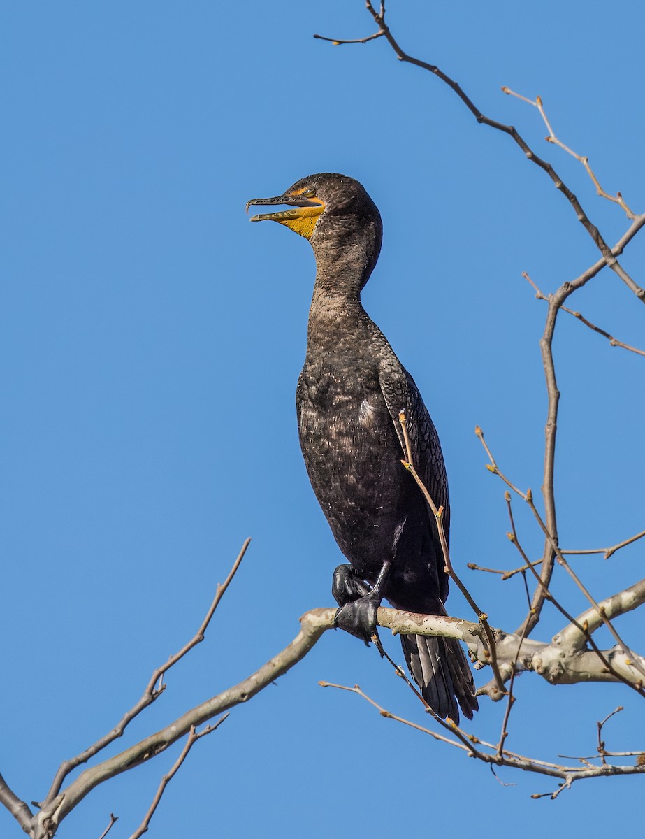 Double-crested Cormorant - ML646726137