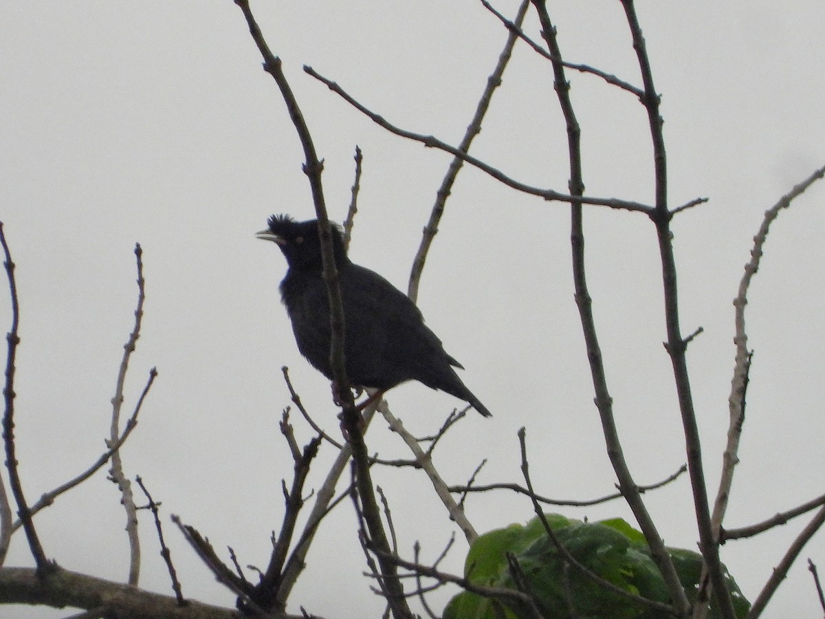 krøllstær - ML646726138