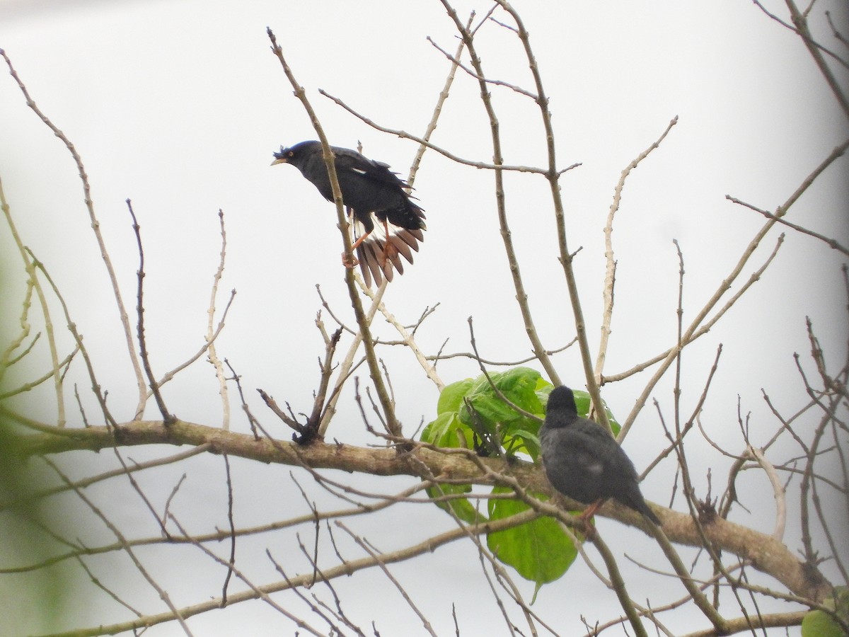 krøllstær - ML646726139