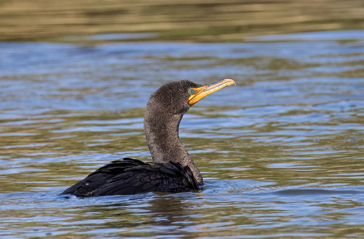 Double-crested Cormorant - ML646726140