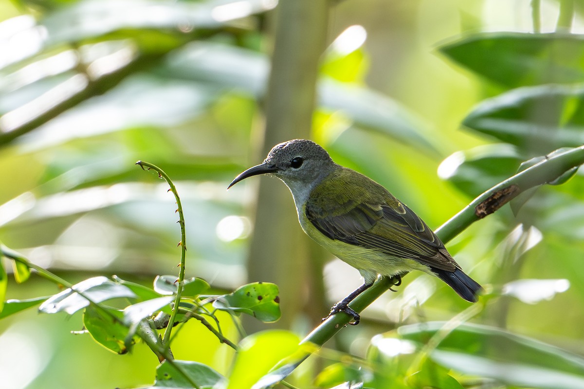 Black Sunbird - ML646726141