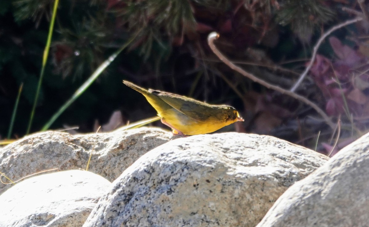 メガネアメリカムシクイ - ML646726142