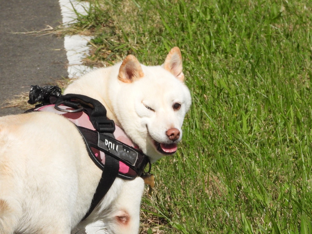 Animals - ML646726143