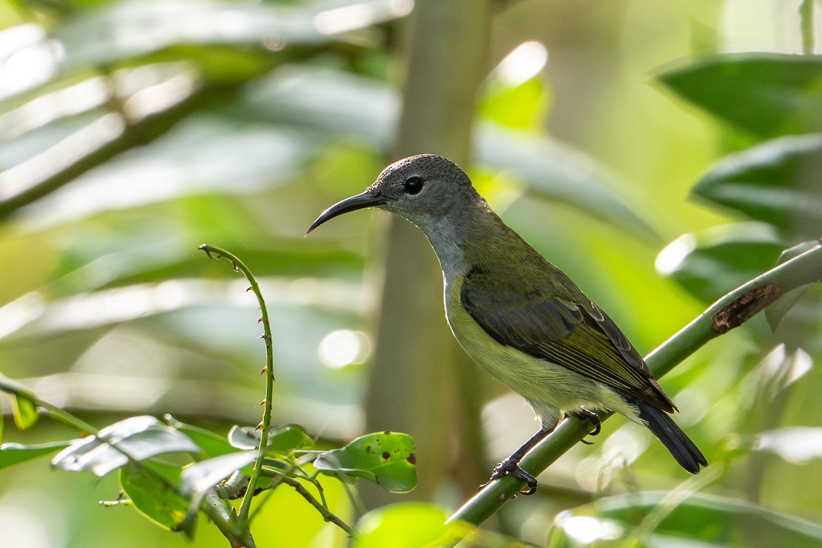 Black Sunbird - ML646726144