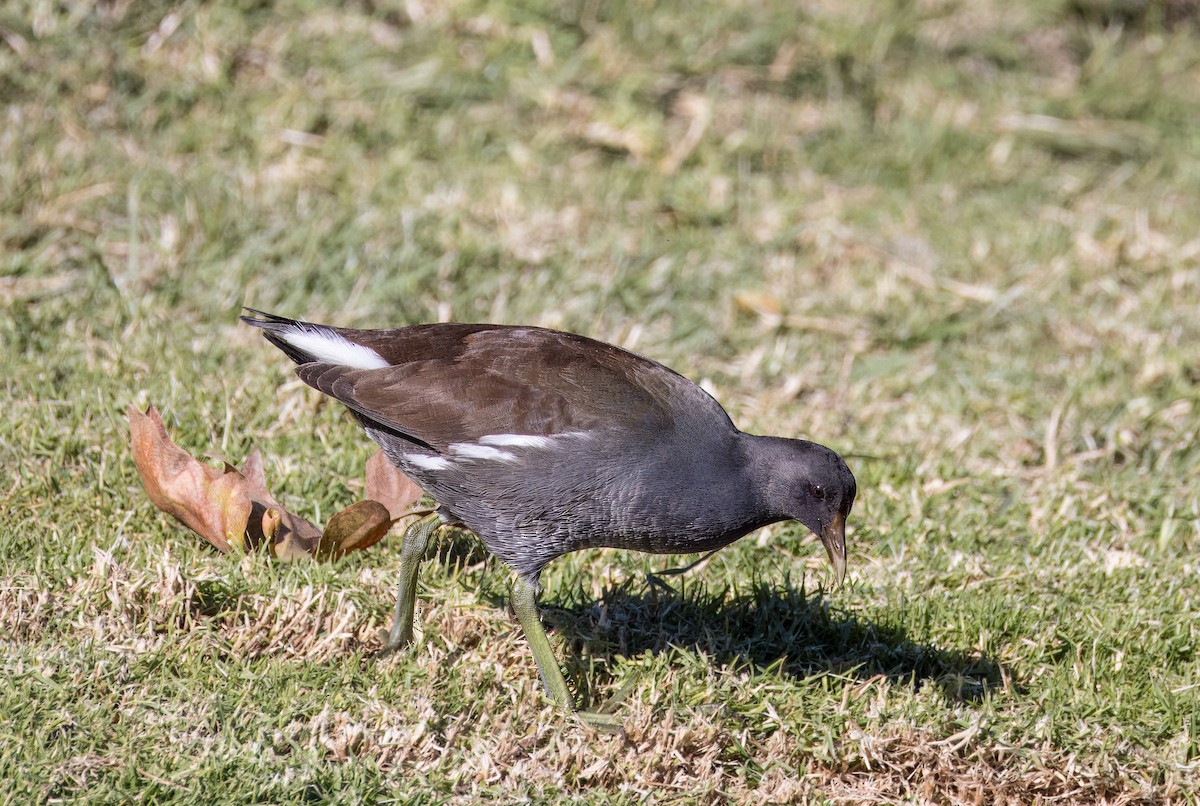 Common Gallinule - ML646726145