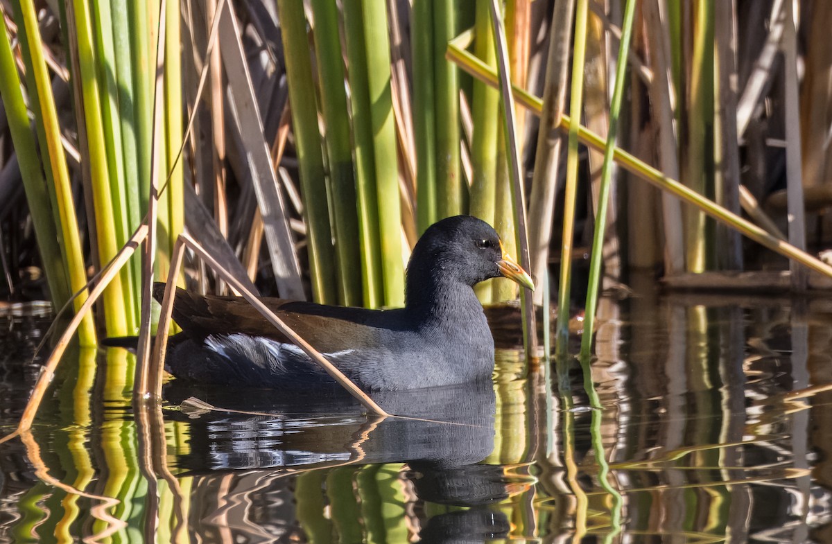 Common Gallinule - ML646726146
