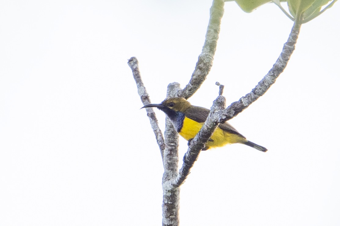 Sahul Sunbird - ML646726147