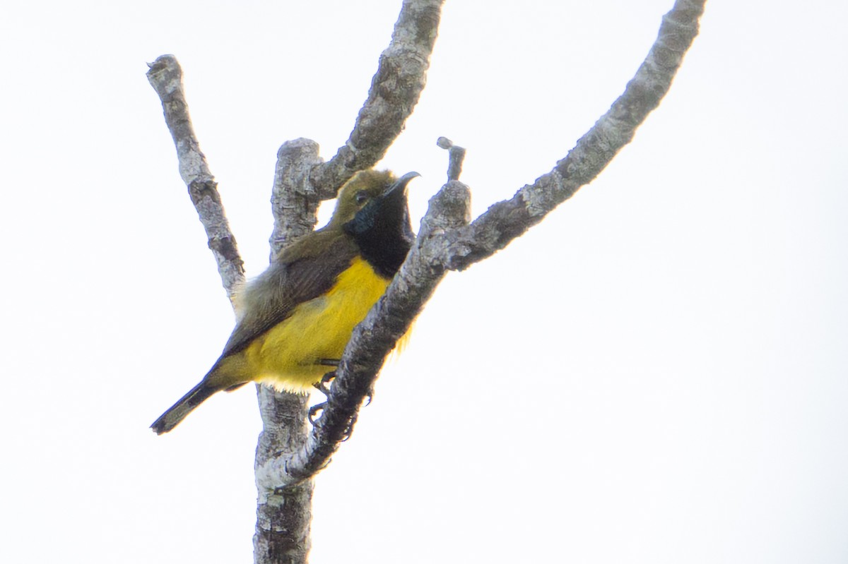 Sahul Sunbird - ML646726148