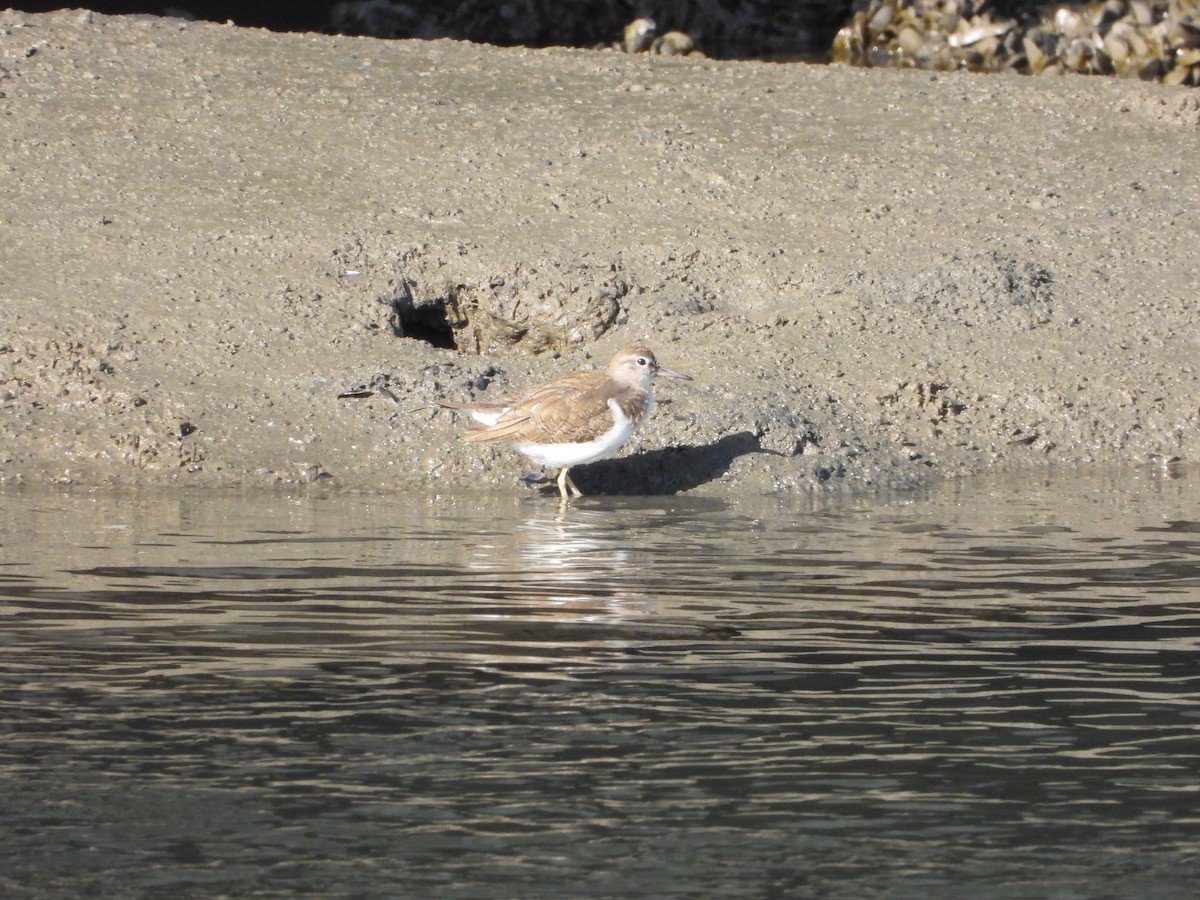 Common Sandpiper - ML646726149