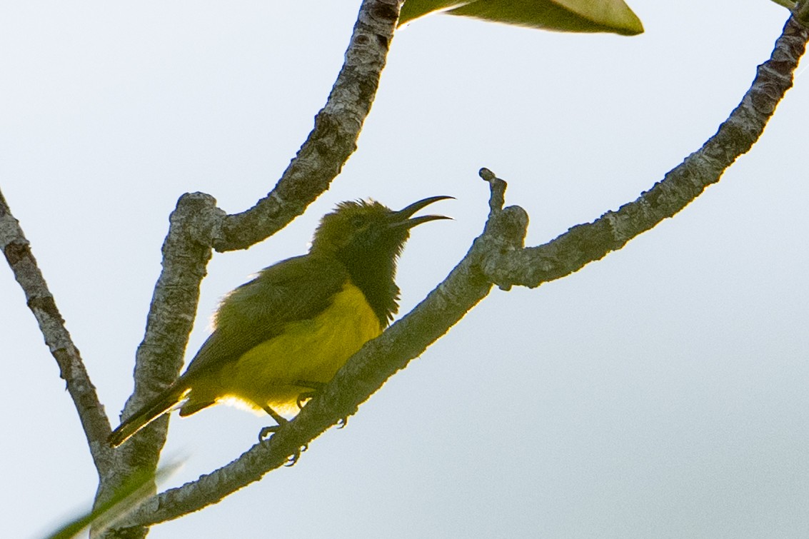 Sahul Sunbird - ML646726150