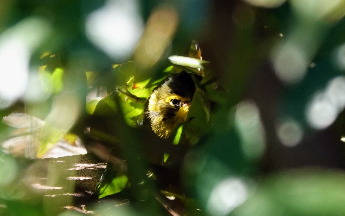 メガネアメリカムシクイ - ML646726151