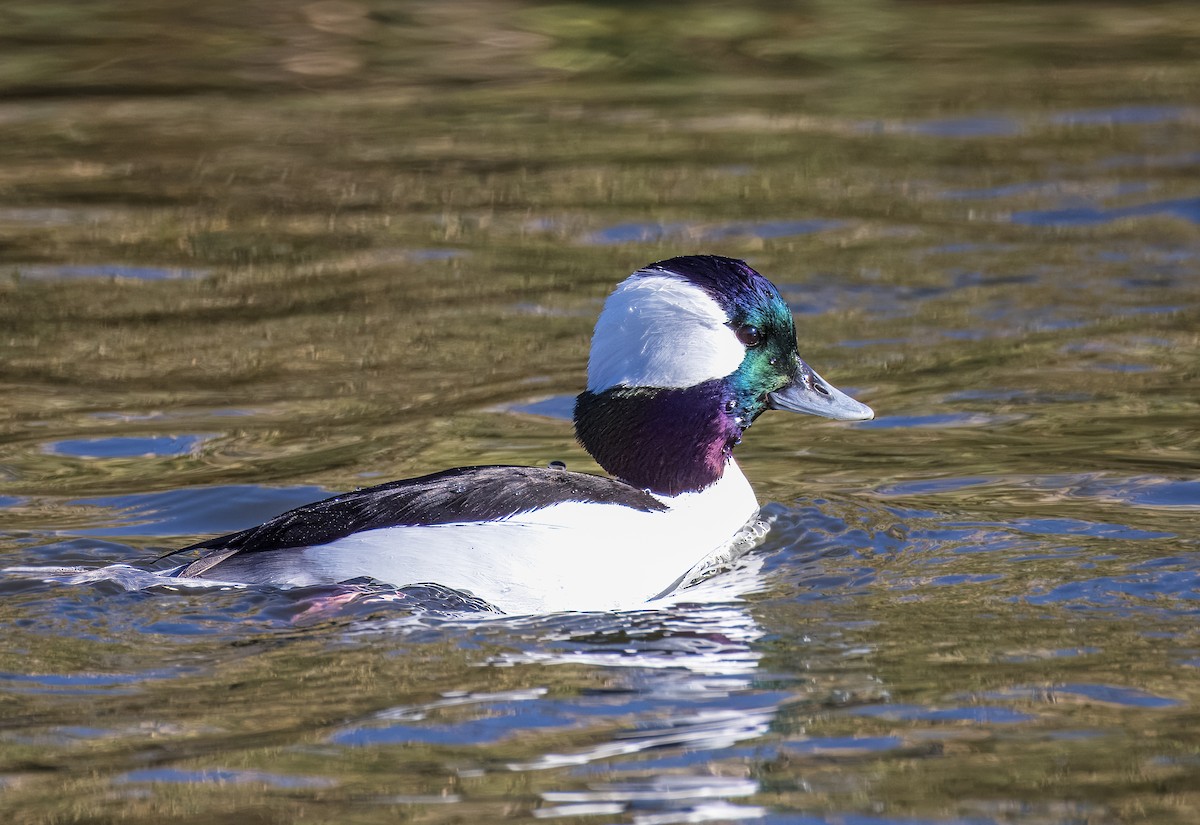 Bufflehead - ML646726155