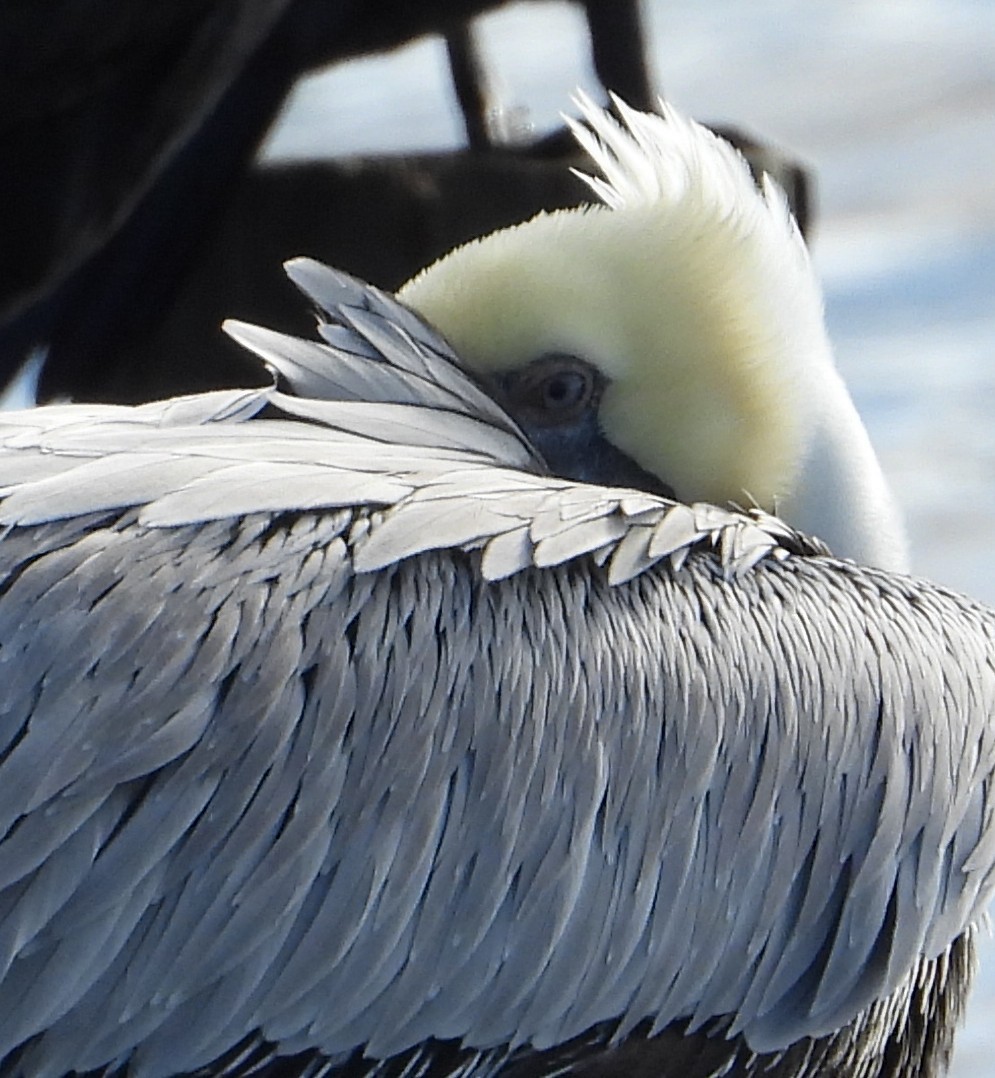 Brown Pelican - ML646726156