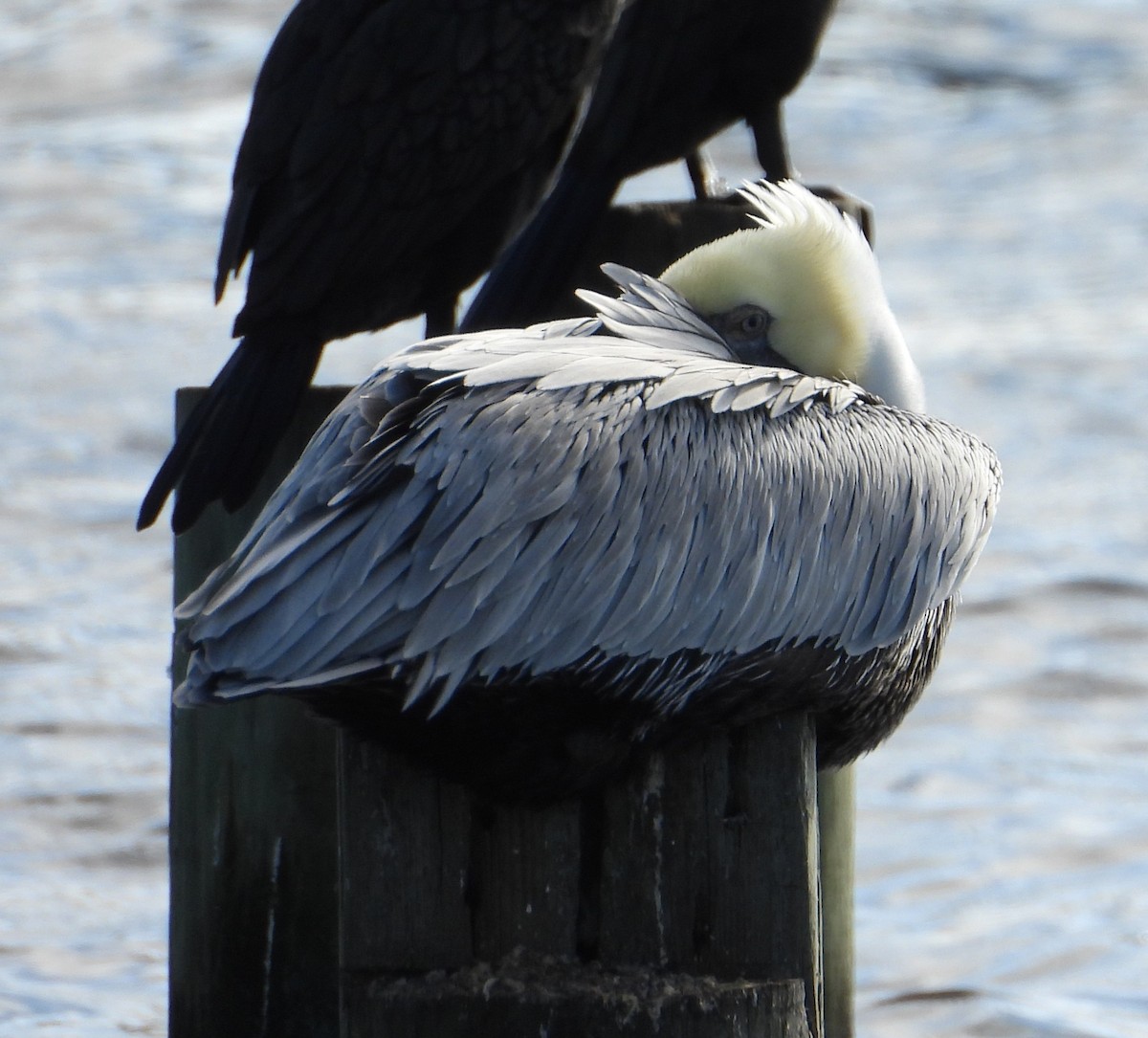 Brown Pelican - ML646726157