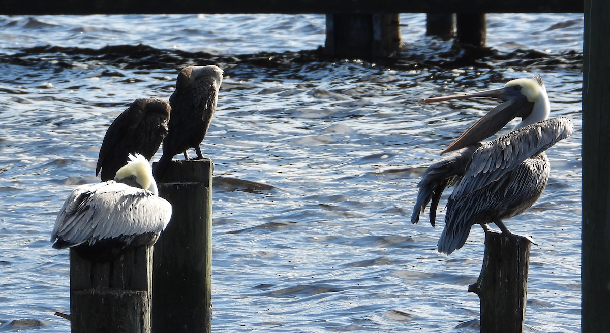 Brown Pelican - ML646726158