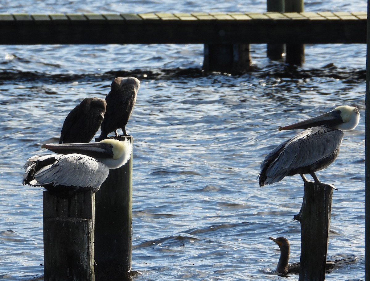 Brown Pelican - ML646726159