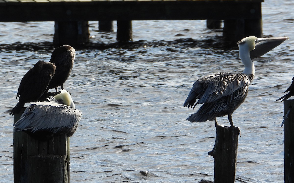 Brown Pelican - ML646726160