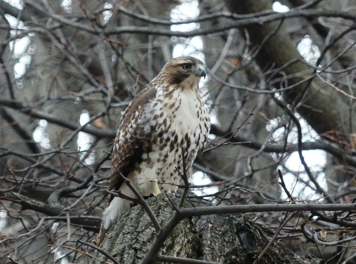 Red-tailed Hawk - ML646726162