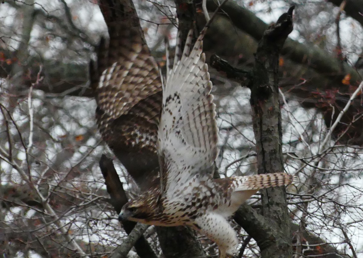 Red-tailed Hawk - ML646726163