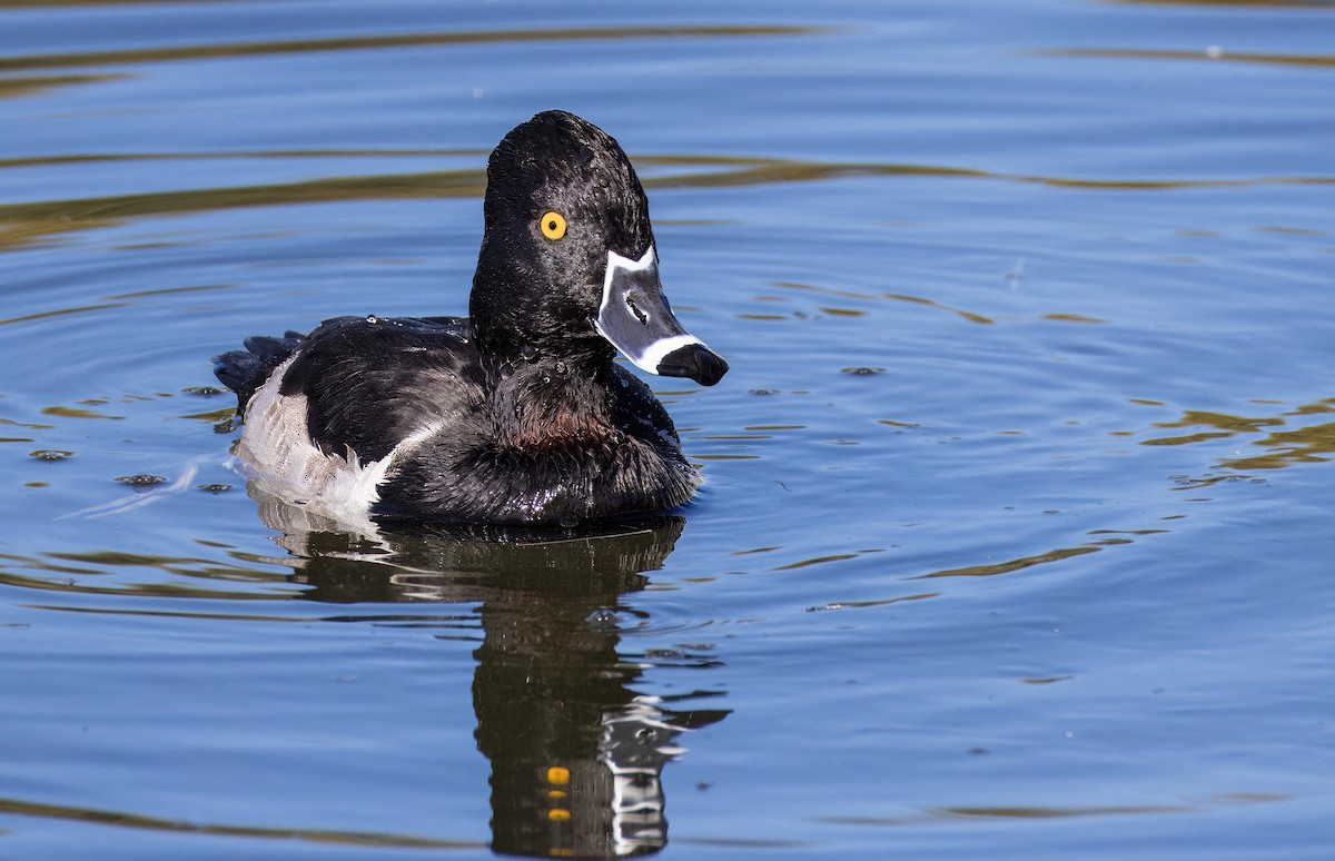 環頸潛鴨 - ML646726164