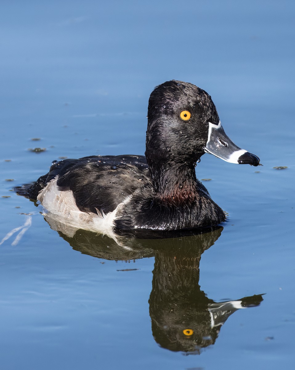 環頸潛鴨 - ML646726165