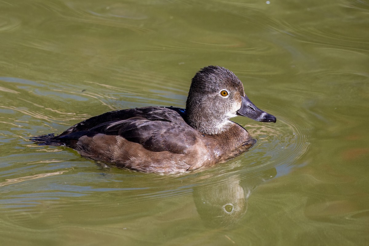 環頸潛鴨 - ML646726167