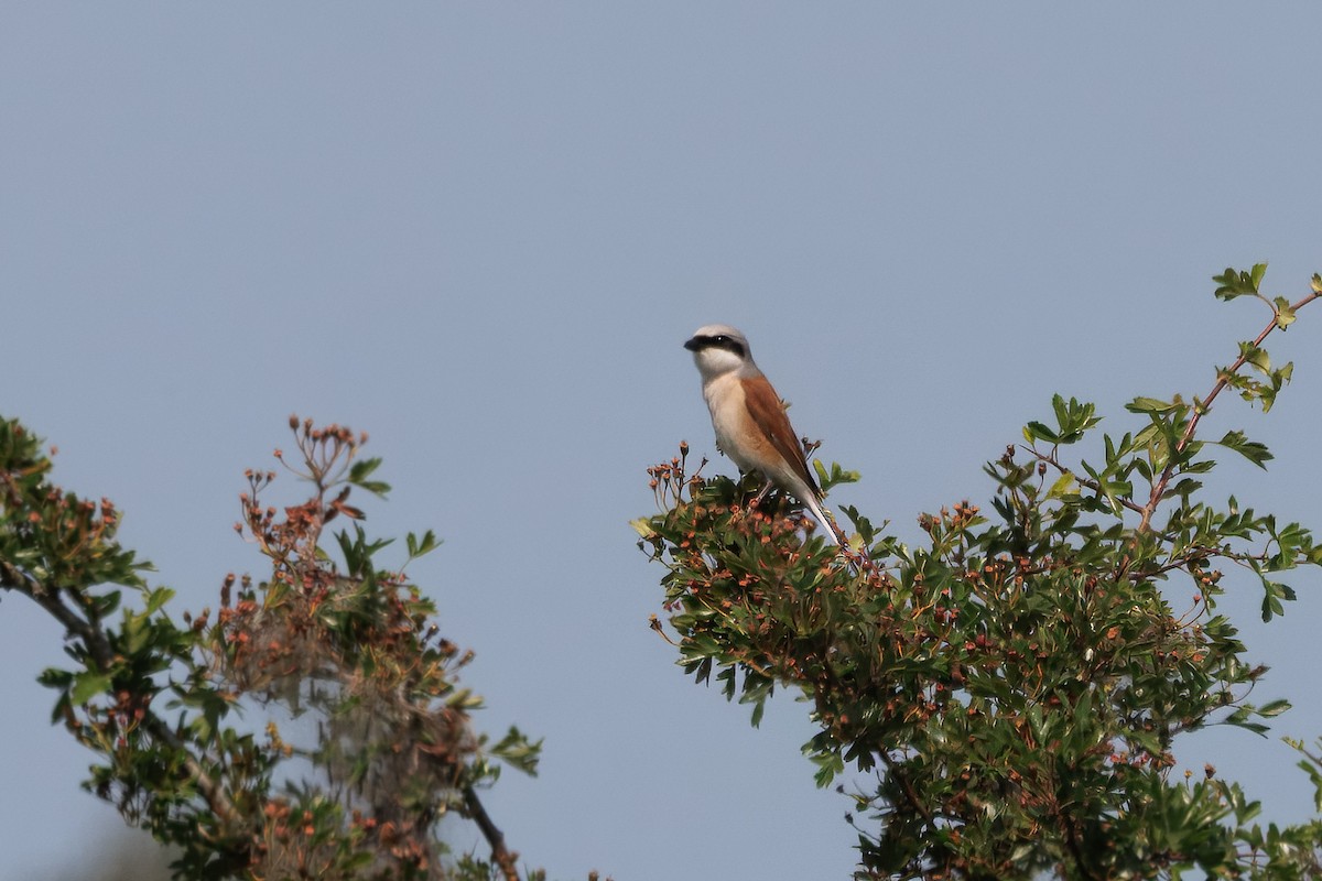 セアカモズ - ML646726168