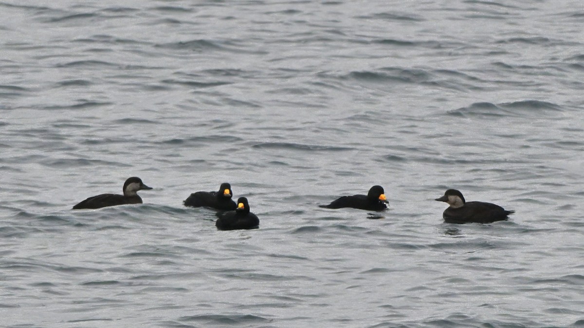 amerikasvartand - ML646726171