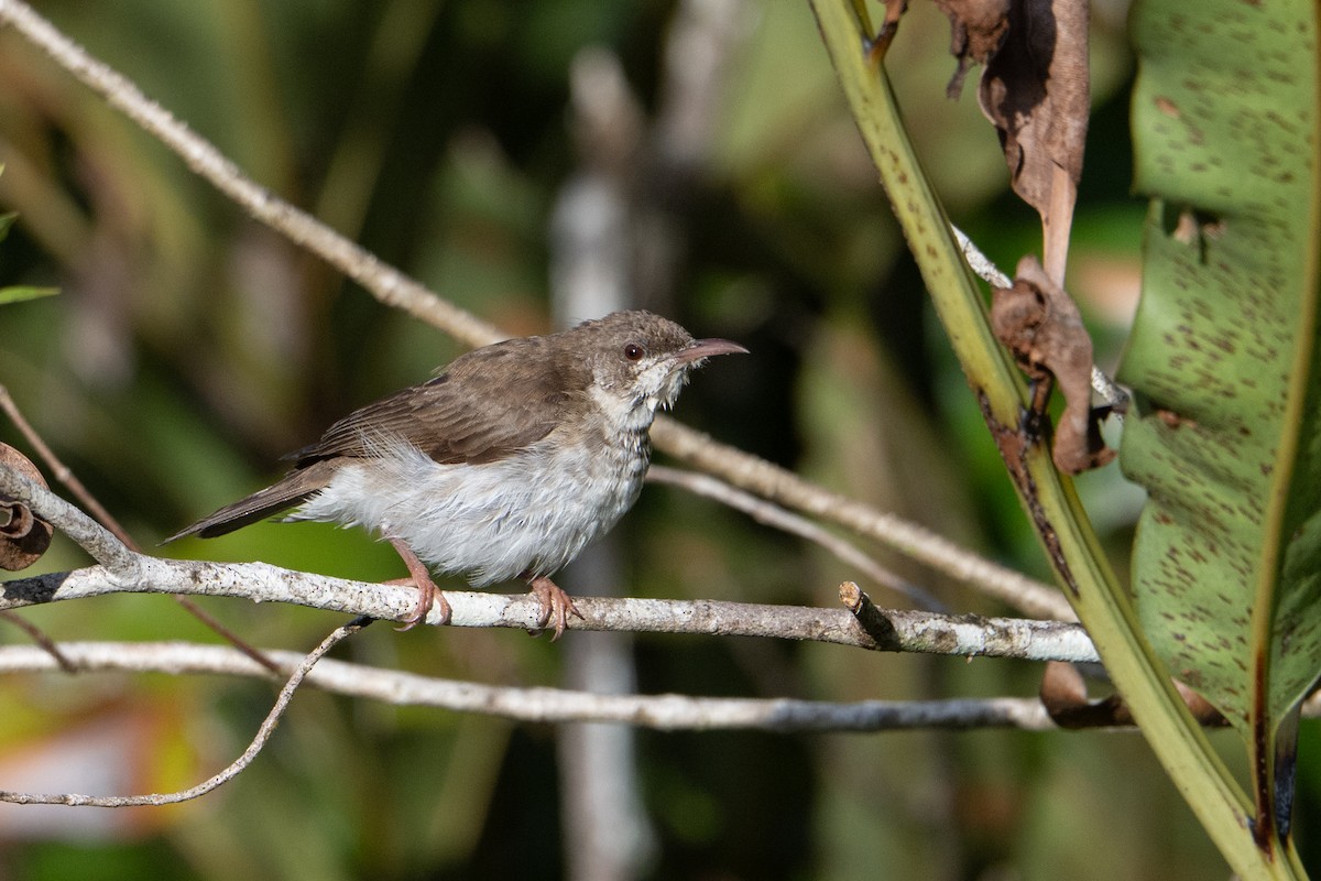 Brown-backed Honeyeater - ML646726173