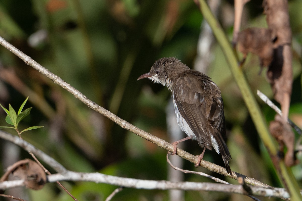 Brown-backed Honeyeater - ML646726174