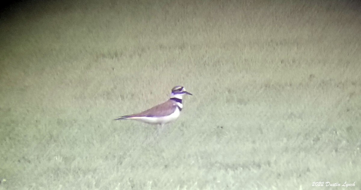 Killdeer - ML646726175