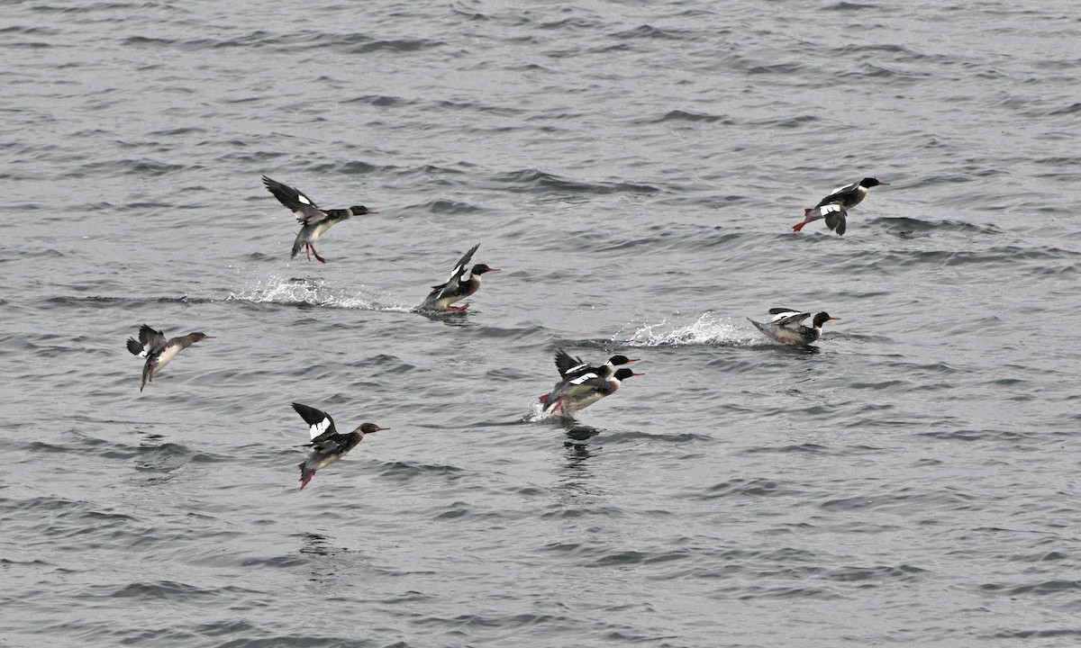 Red-breasted Merganser - ML646726176