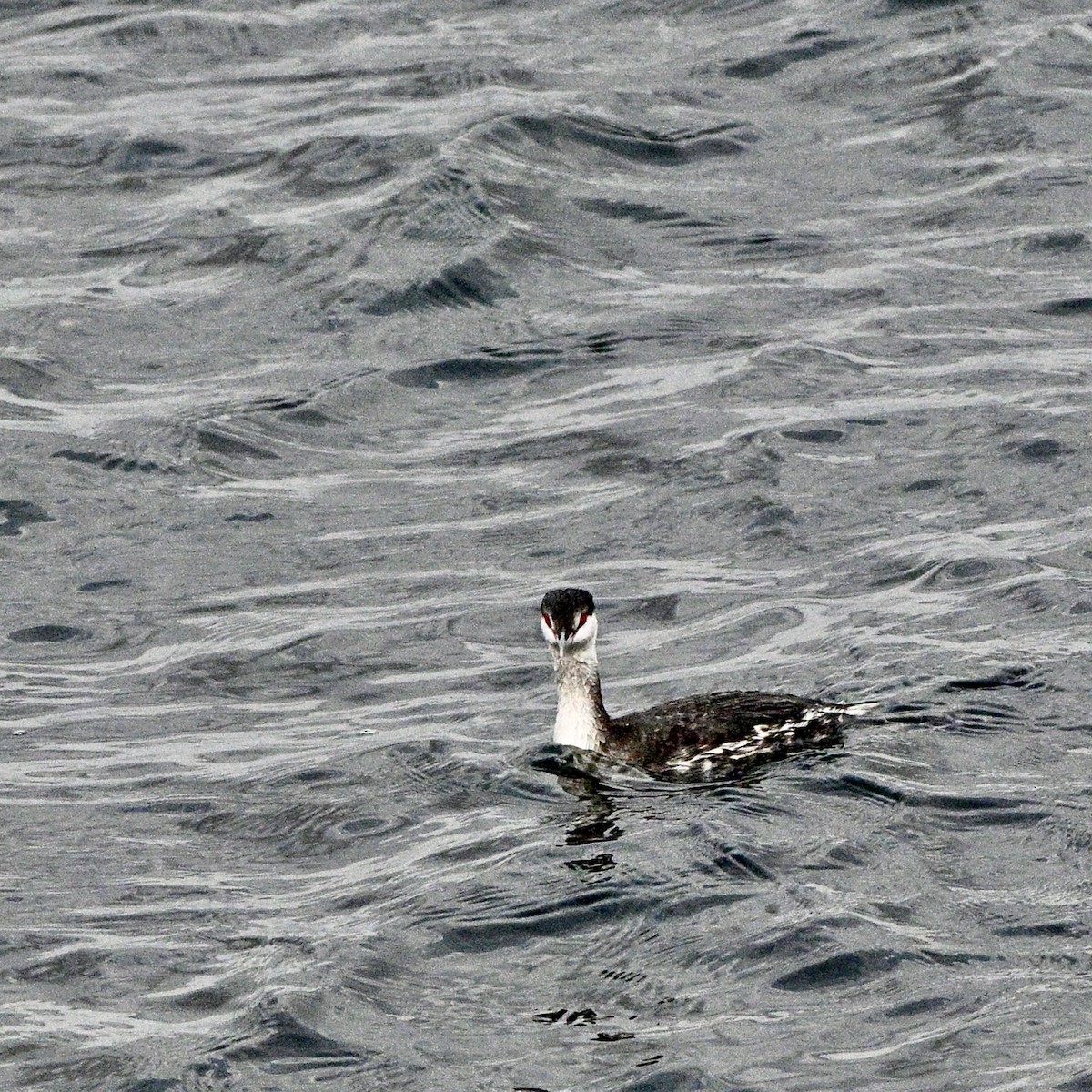 Horned Grebe - ML646726177