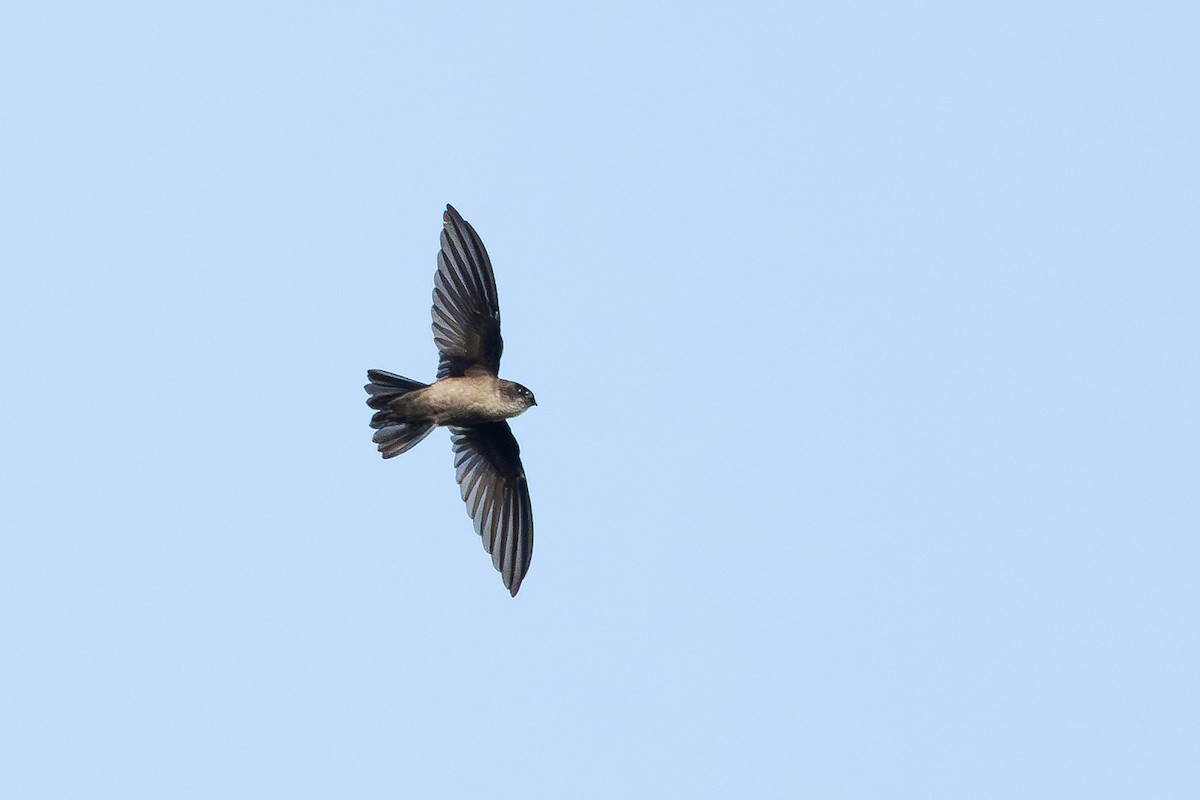 Uniform Swiftlet - ML646726181