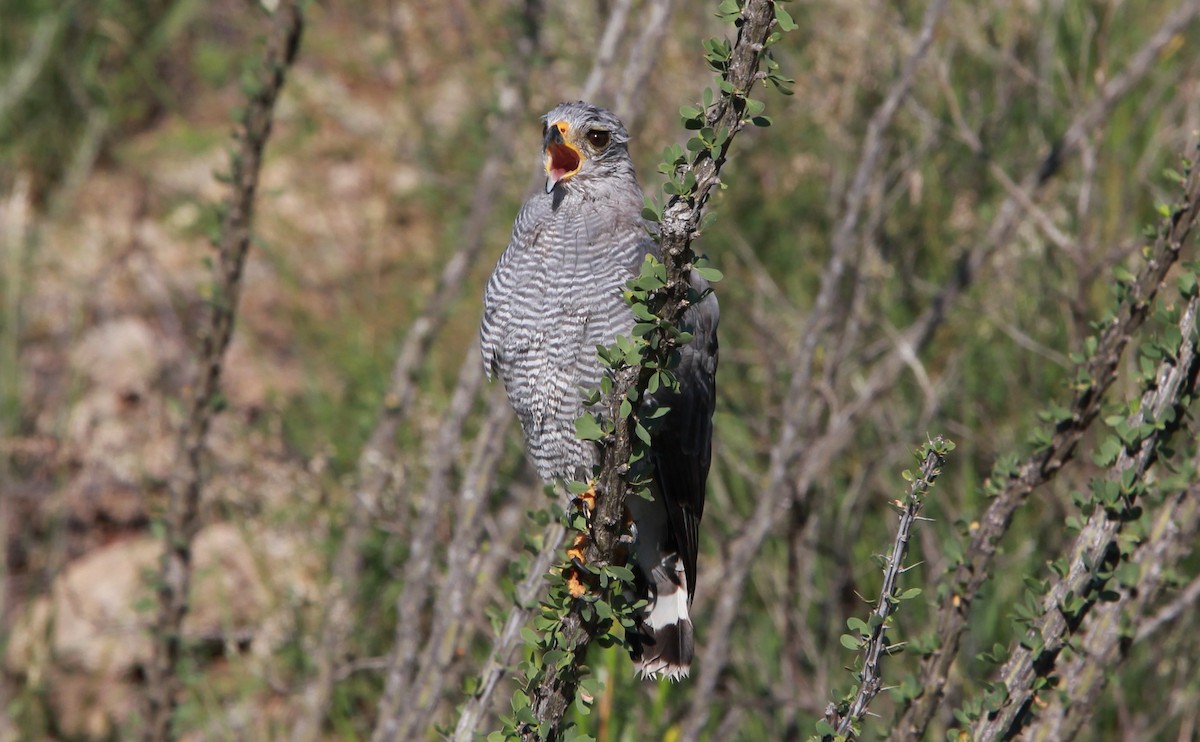 Gri Şahin - ML646726183