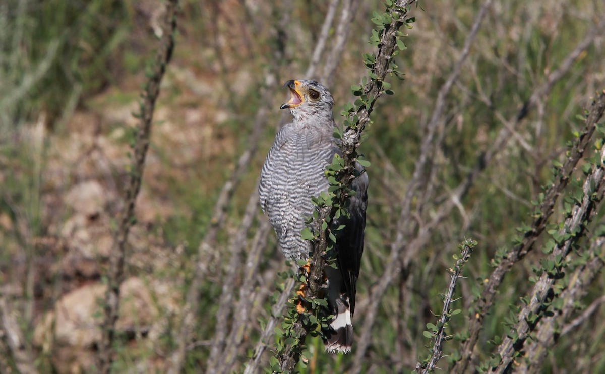 Gri Şahin - ML646726184