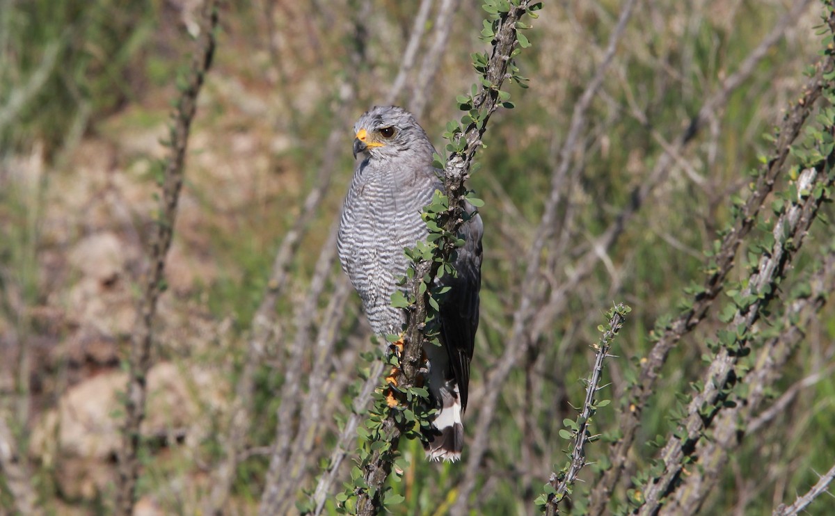 Gri Şahin - ML646726185