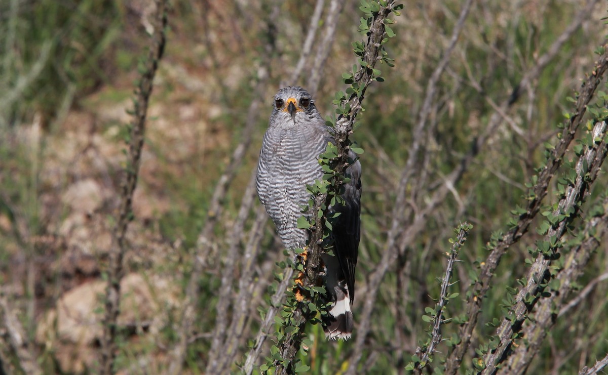 Gri Şahin - ML646726186