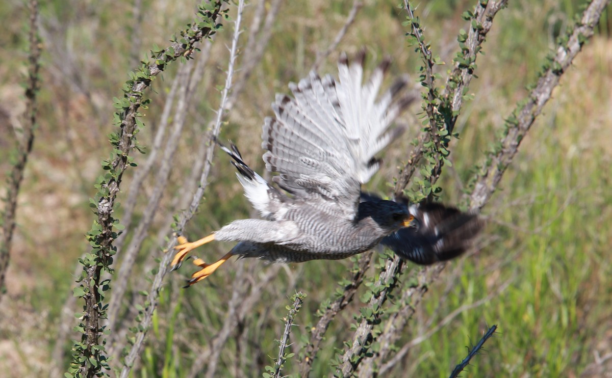 Gri Şahin - ML646726187