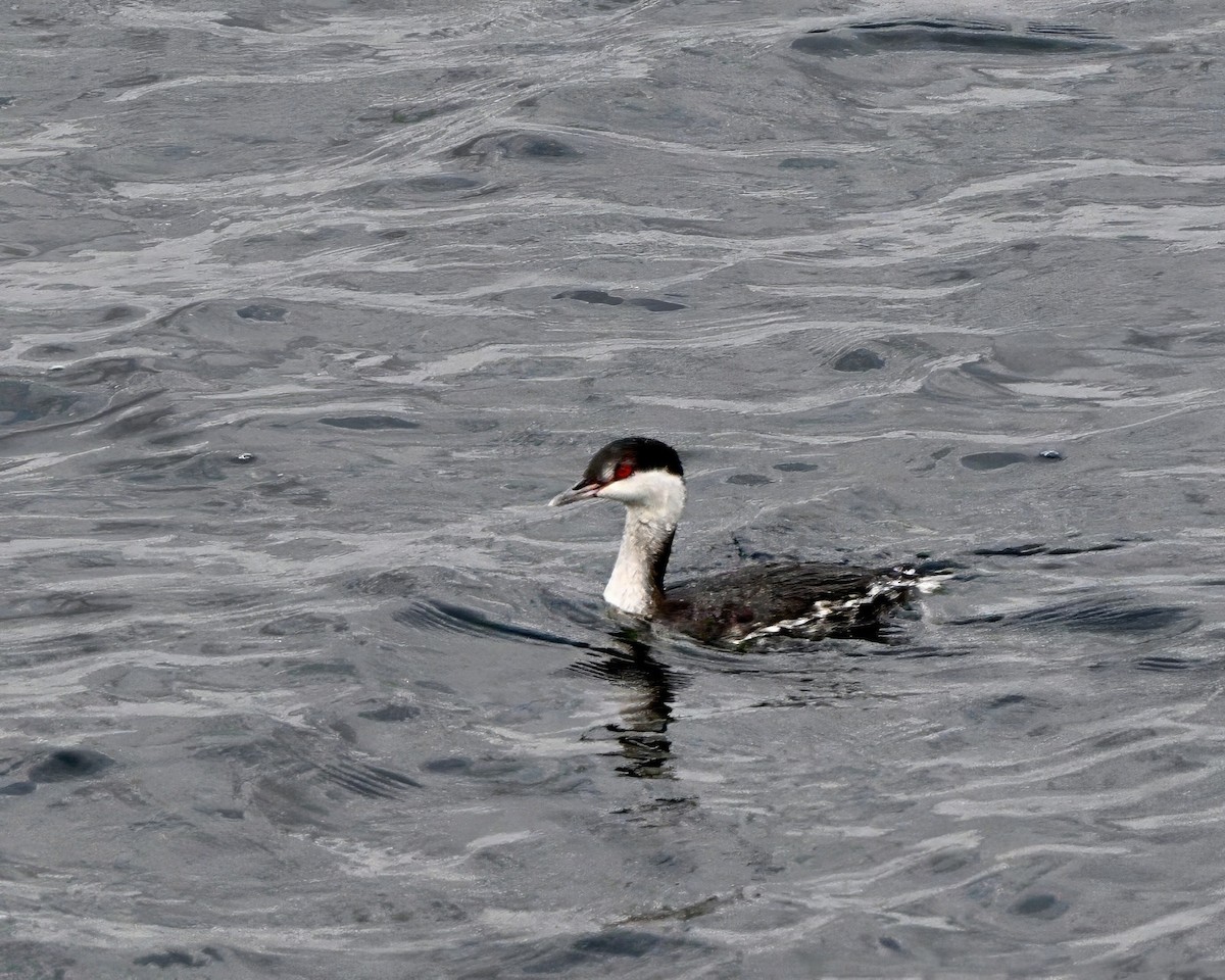 Horned Grebe - ML646726188