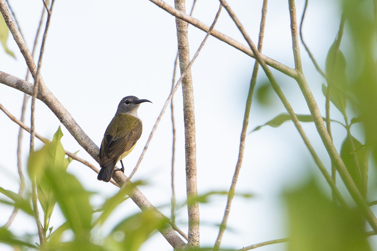Black Sunbird - ML646726191